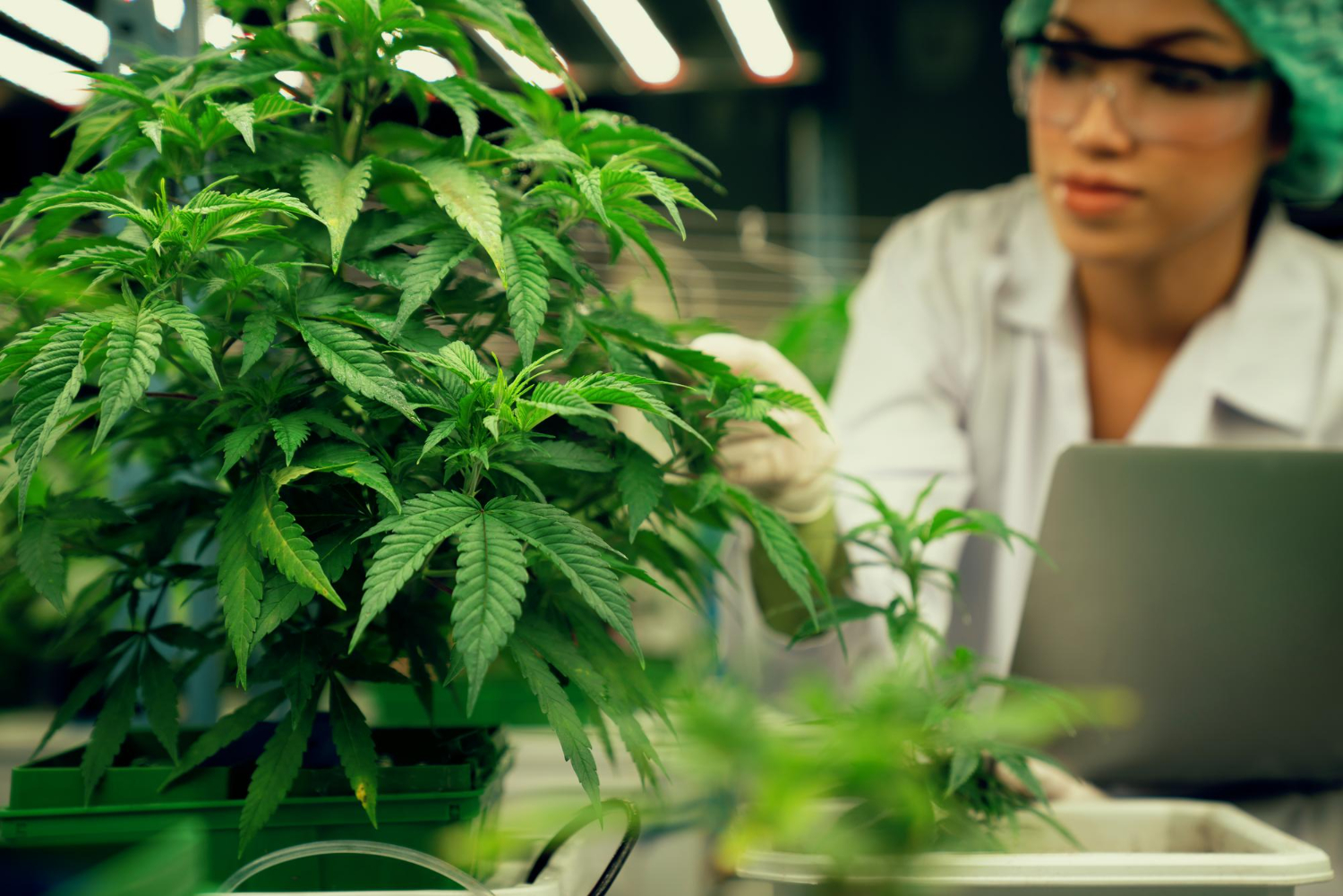 Cannabis Advisory Excellence